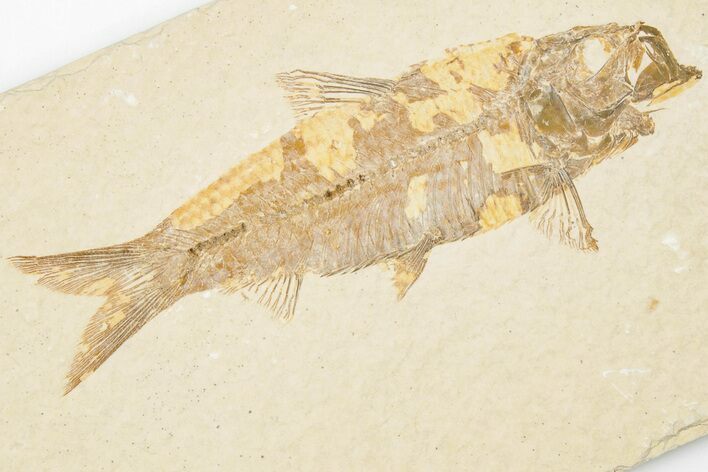 3" Detailed Fossil Fish (Knightia) - Wyoming